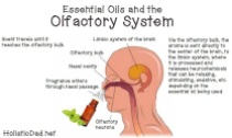 essential-oils-and-olfactory-system